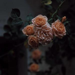 日本老师下面毛毛茸
